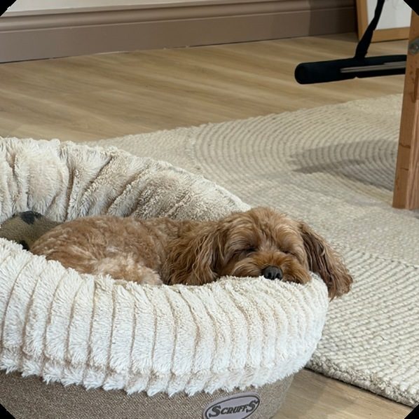 babs curled up in her bed