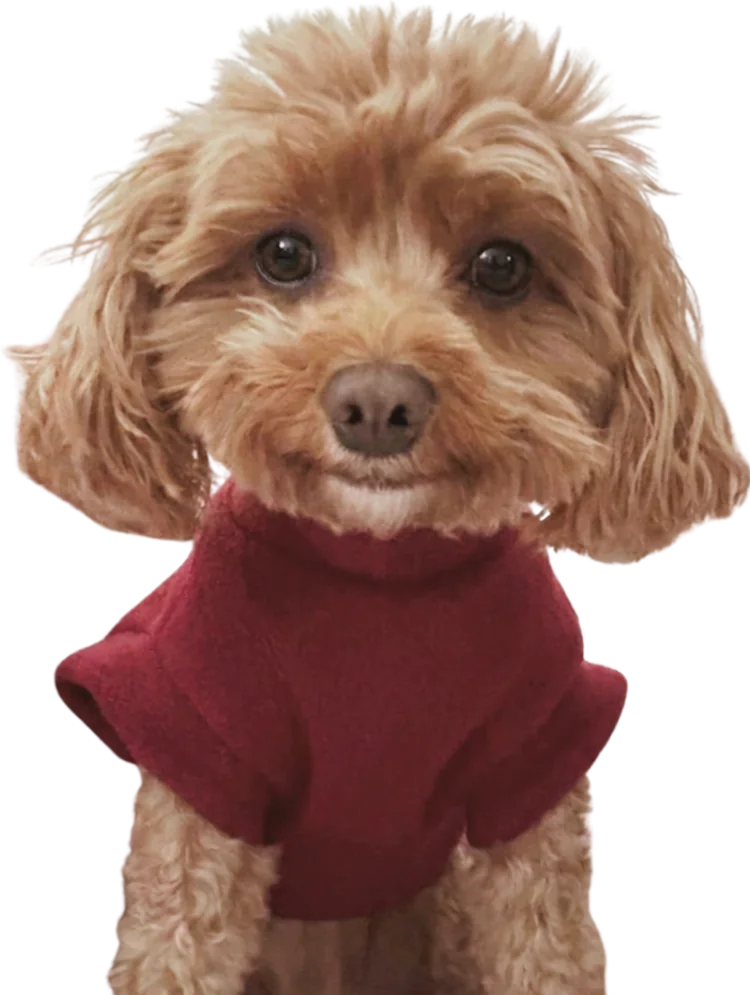 babs the cavapoo in a red fleece